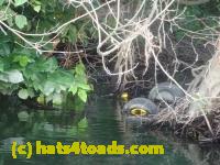 /home//u458753944/public_html/sourcegallery//////Frogs/More bullfrogs/P6270798.JPG
